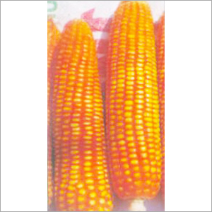 Yellow Hybrid Maize Seeds