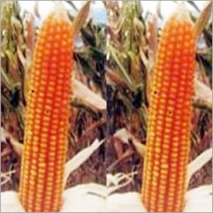 Natural Hybrid Maize Seeds