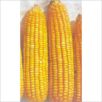 Safal X1 Hybrid Maize Seed