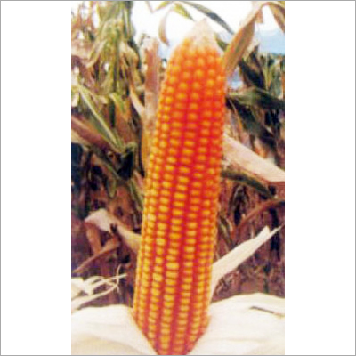 Hybrid Maize Seeds (Safal X-2)