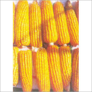 Hybrid Maize Seeds