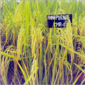 Paddy Seeds (Annapurna)