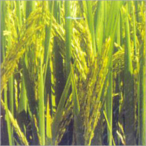 Paddy Seeds (Parvati)