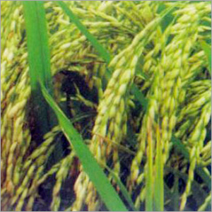 Paddy Seeds (Rounak-IR)