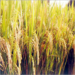 Shubhangi Paddy Seeds By SAFAL SEEDS AND BIOTECH LTD.