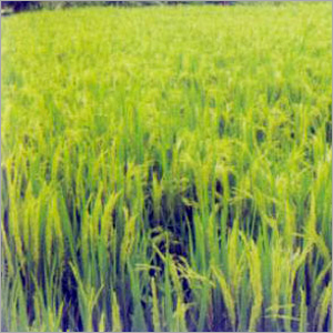Paddy Seeds (Suman)