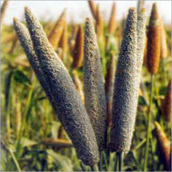 Balwan Millet Seeds