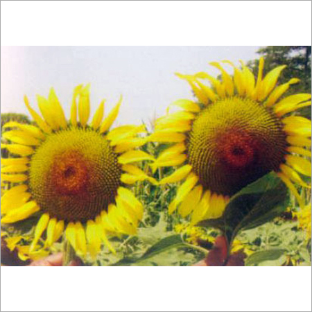 Sunflower Seeds (Suryaprabha)