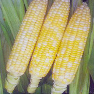 Sweet Corn Mishri Seeds By SAFAL SEEDS AND BIOTECH LTD.