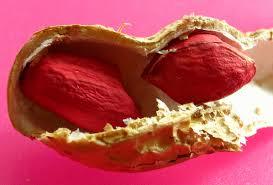 best indian bold Bleached peanuts