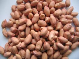 Indian Peanut Seeds CRE 406/407/408 - 7% Moisture