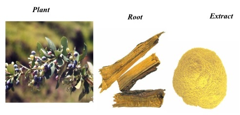 Berberis Aristata