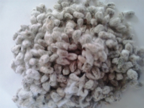 KAPASIA or COTTON SEED