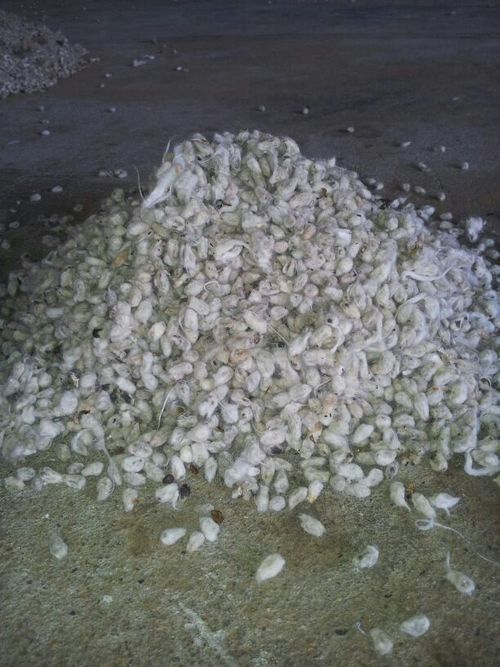 Indian Cotton Seed CRE 411 - Oil Seeds, 18-20% Oil Content, 18% Protein, 10% Moisture, 4% Ash Content