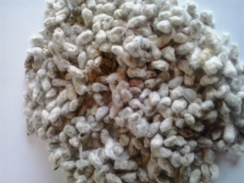 Fine Quality Indian Cotton Seed