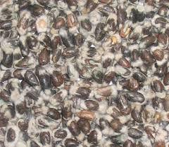 Fine Quality Kapasia - Cotton Seed CRE 411