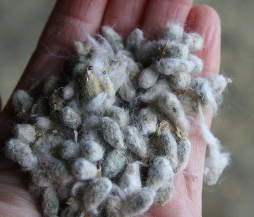 Premium Quality Indian Cotton Seed