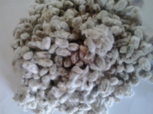 Oil Seed