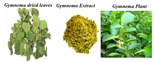 Gymnema Sylvestre