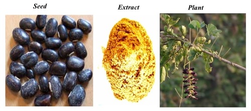 Mucuna Pruriens