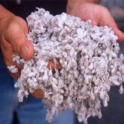 Indian Cotton Seed Sellers