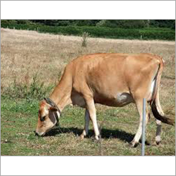 Jersey Cow