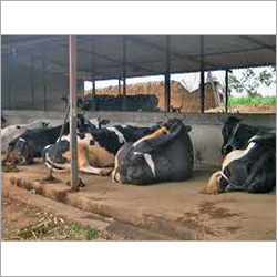 HF Cows