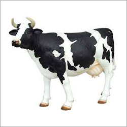 Holstein Friesian Cow