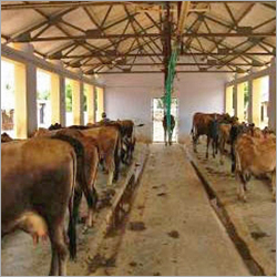 Brown Cow