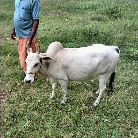 punganur cow cattle jersey sindhi cress cross junglekey