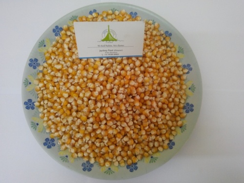 Yellow Maize