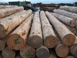 Pine Logs