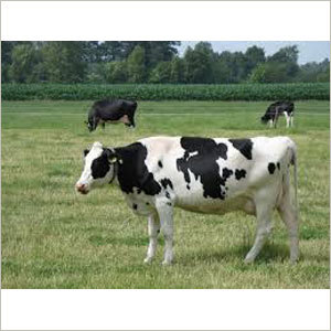 Jersey Crossbreed Cow