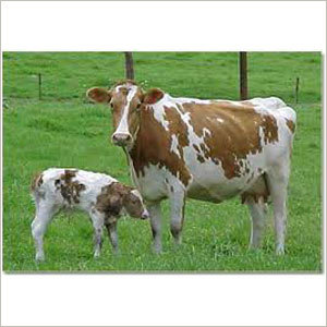 Indian Cow