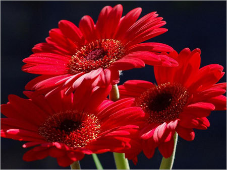 Red Gerbera