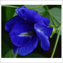 Butterfly Pea