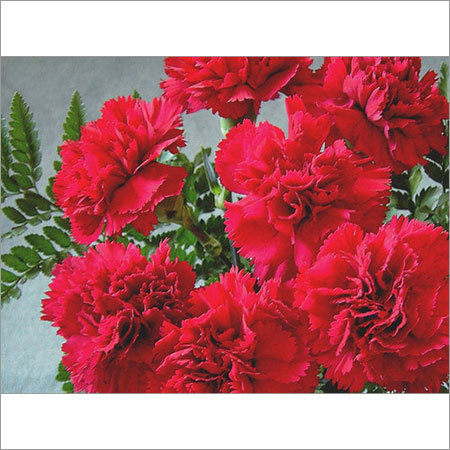 Red Carnation