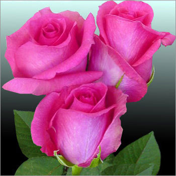 Pink Rose