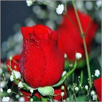 Taj Mahal Rose