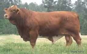 Hf Bull