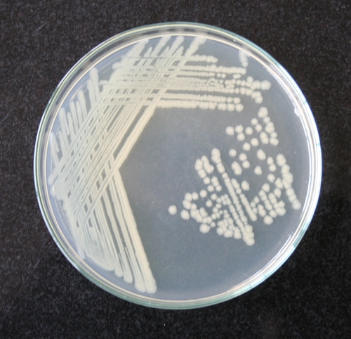 Soya Casein Digest Agar