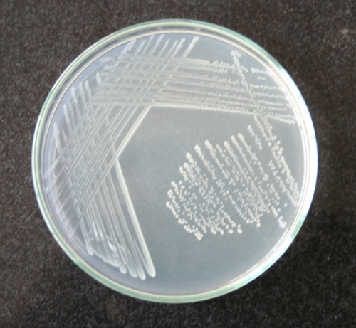 Plate Count Agar