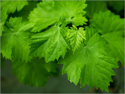 Plant Nurseries Solution