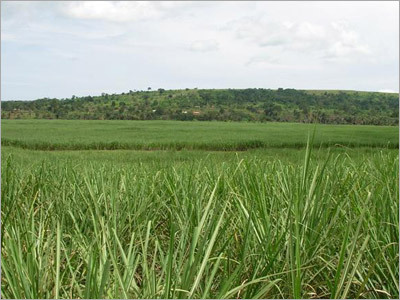 Agro Based Turnkey Projects