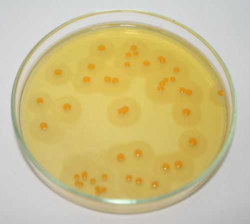 Mannitol Salt Agar Base