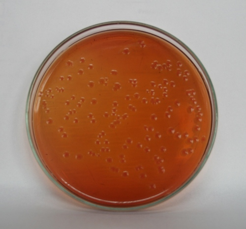 MacCONKEY AGAR W/ SODIUM TAUROCHOLATE W/O CV & NaCl