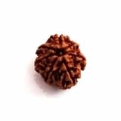 RUDRAKSHA 7 MUKHI