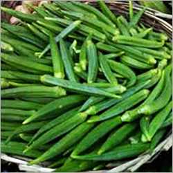Green Lady Finger