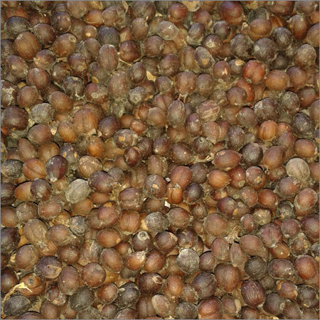 Robusta Coffee Beans