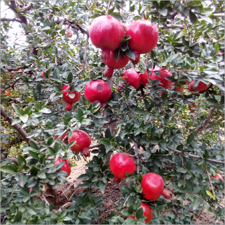 Pomegranate